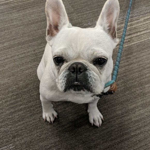 Meet your Posher, Stephanie - Picture 1 of 1